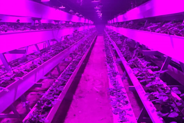 植物生長燈全光譜LED室內(nèi)花卉育苗多肉蔬菜溫室大棚補光燈